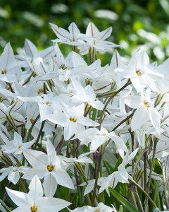 Ipheion uniflorum.jpg